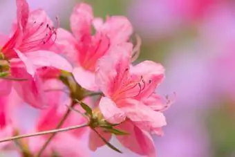 rozā acāliju ziedu krūms