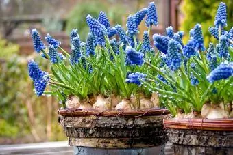 Hiacynt winogronowy muscari w doniczkach ogrodowych