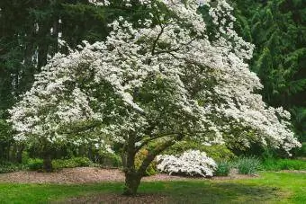 Dogwood träd i blom