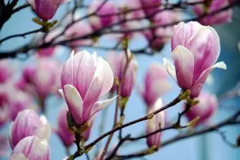 rozā magnolijas zieds