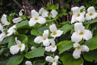 Trillium blommor i skogsmark skog