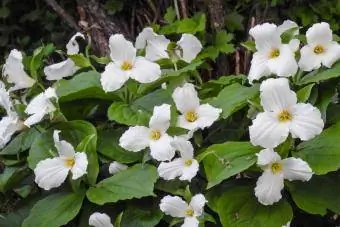 Trillium fiori nella foresta boschiva