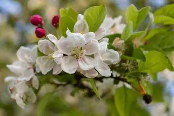 stablo jabuke u cvatu