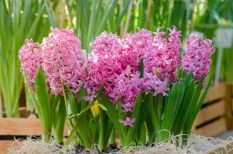 rozā hiacintes ziedi