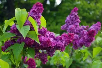 violetas krāsas ceriņi dārzā