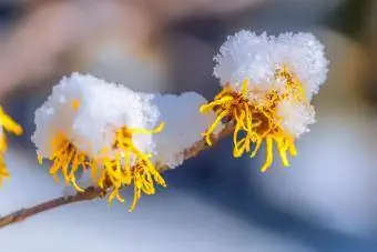 snö på blomningen av trollhassel buske