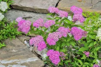 Spiraea japonica rosa blommor på trädgårdsgången