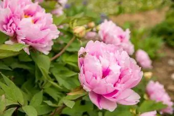rozā peonijas krūmu zieds