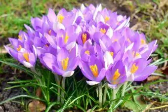 violets krokusa zieds pavasarī
