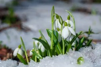 sniegpulkstenītes zieds sniegā
