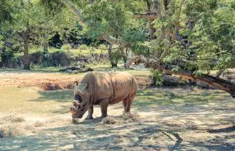 Rhino huko Orlando