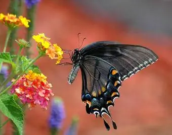 Mariposa cola de golondrina negra