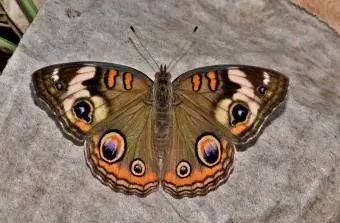 Common Buckeye