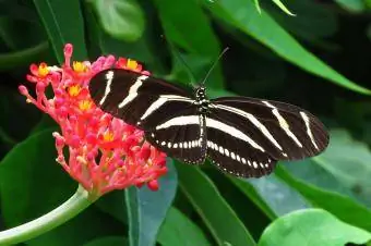 Zebra Longwing