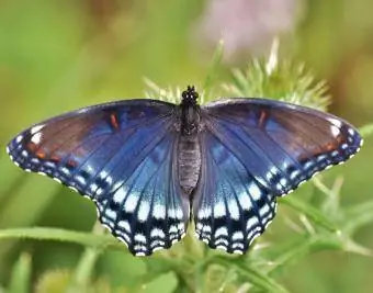 Raudona dėmėta Violetinė