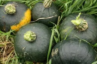 acorn squash