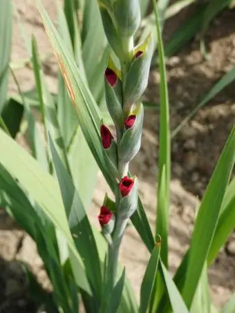 Gladiolus yeni soğanlarla