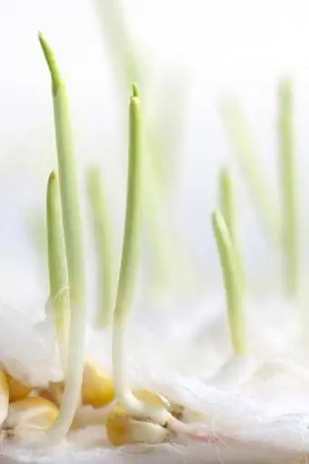 Close-up op kieming van maïskorrels