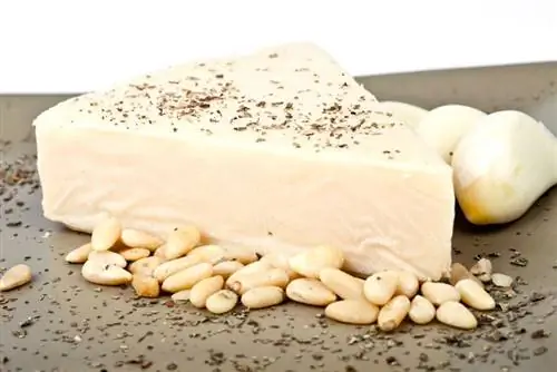 Veģetārais siera ferments