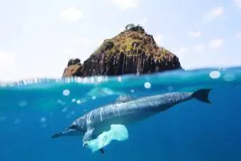 Delfinas ir plastikinis maišelis