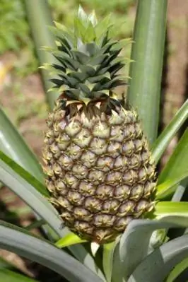 Ananas kasvi