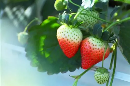 Как да се грижим за ягодовите растения на открито през зимата