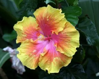 Yellow hibiscus paj