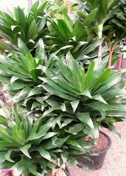 Janet Craig Dracaena