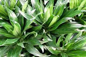 janet craig dracaena