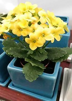 gul kalanchoe