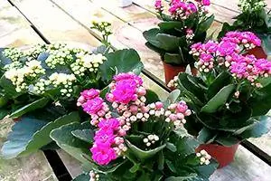 kalanchoe bitkileri