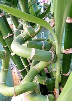 lycklig bambu