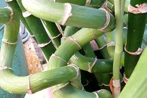 lucky bamboo