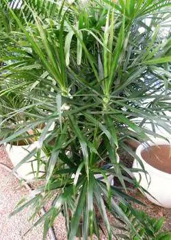 Madagascar dragon tree