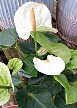 Dawb Anthurium houseplant