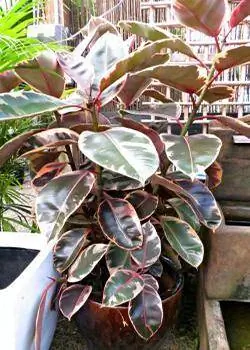 ficus elástica