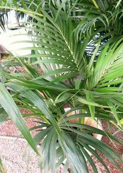 гостиная пальма