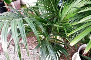 palmier de salon