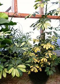 schefflera växt