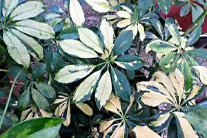 foglie della pianta schefflera