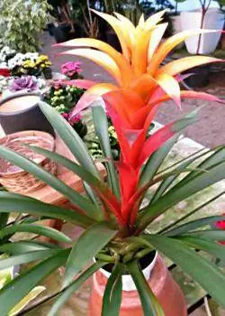 bromelija