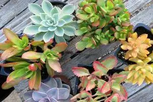 pandangan lebih dekat tentang succulents