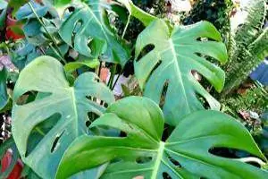 monstera উদ্ভিদ