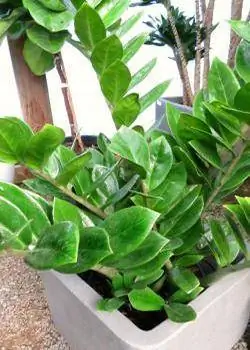 Zanzibar juweel plant