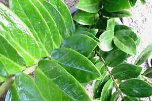 feuilles de plantes de pierres précieuses de zanzibar