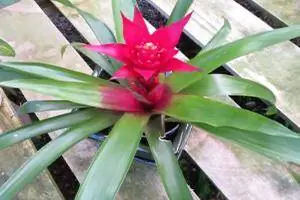 bromeliacea