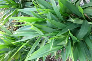 plante d'intérieur alpinia galanga