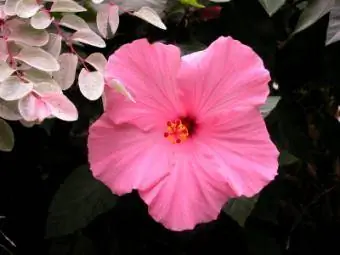 Una flor d'hibisc rosa.