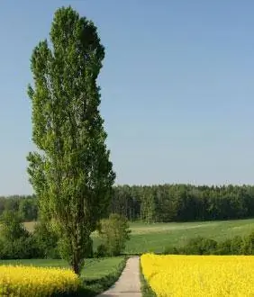 pohon poplar lombardy