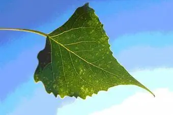 hoja en forma de pala